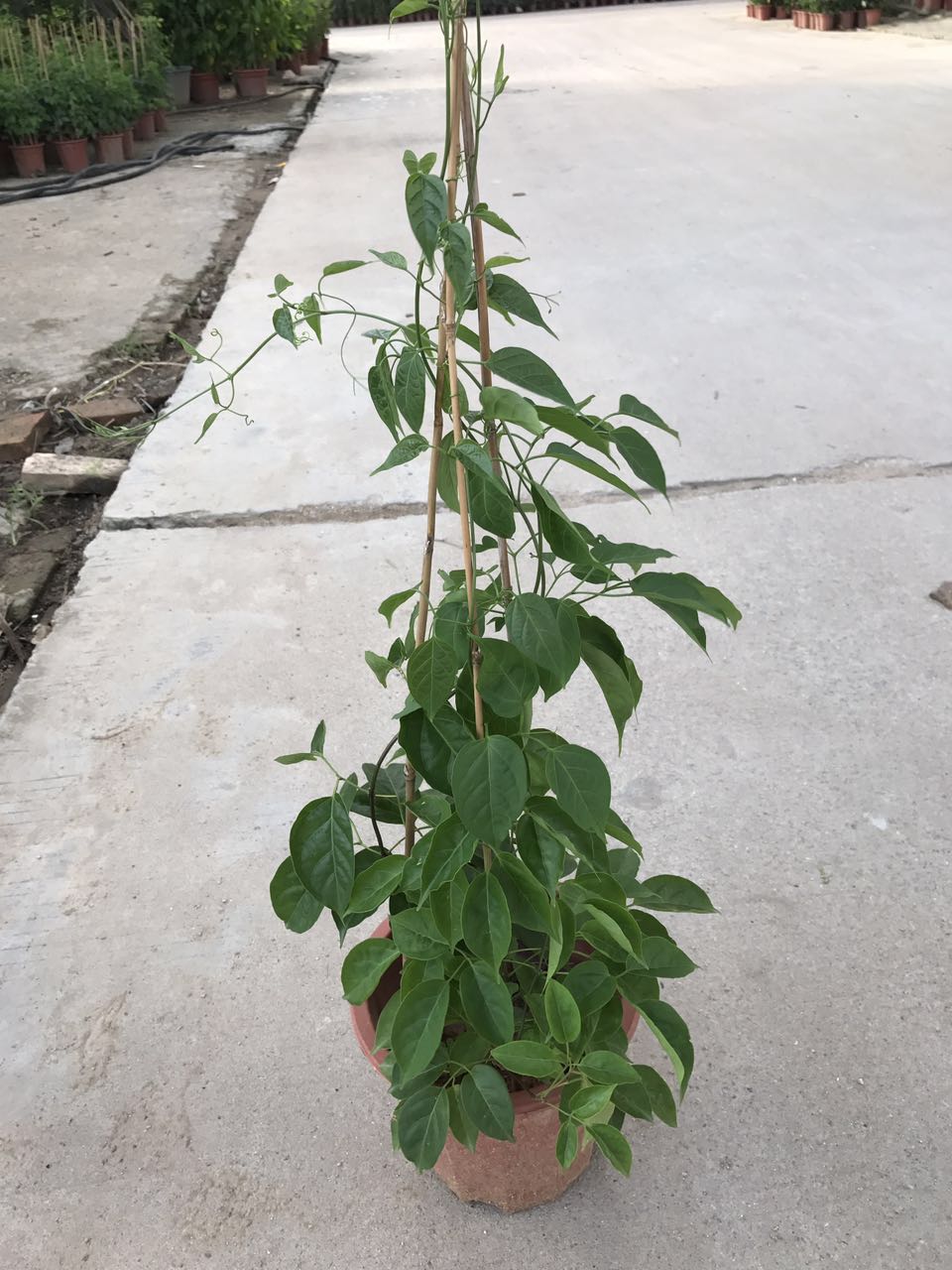 炮仗花 250# H85 G20