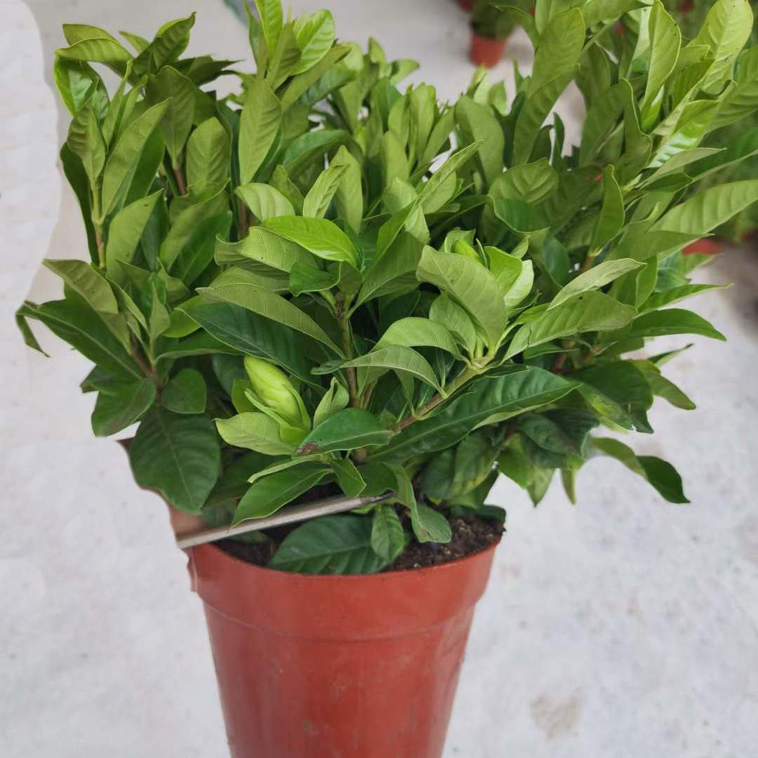 栀子花