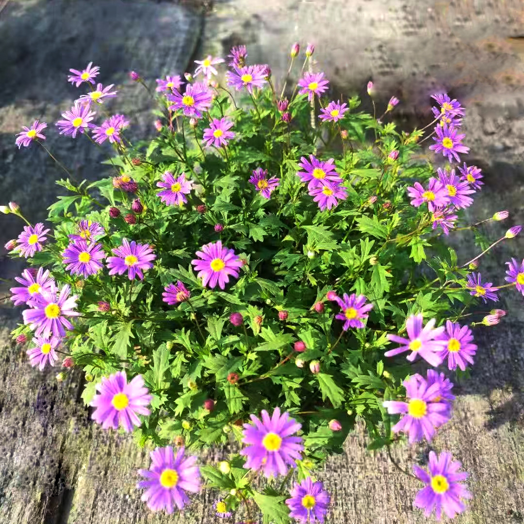 姬小菊