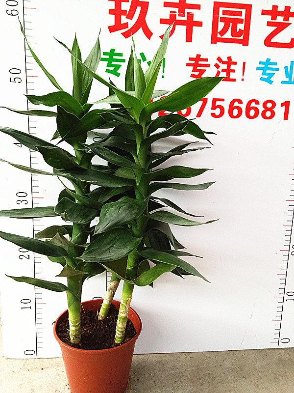 观音竹