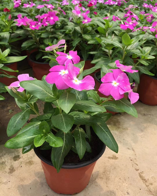 进口长春花