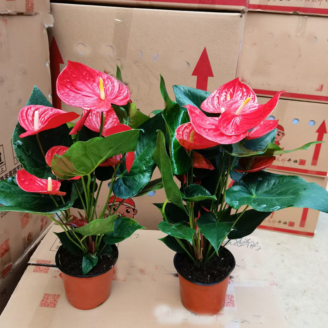 阿里斯托红掌