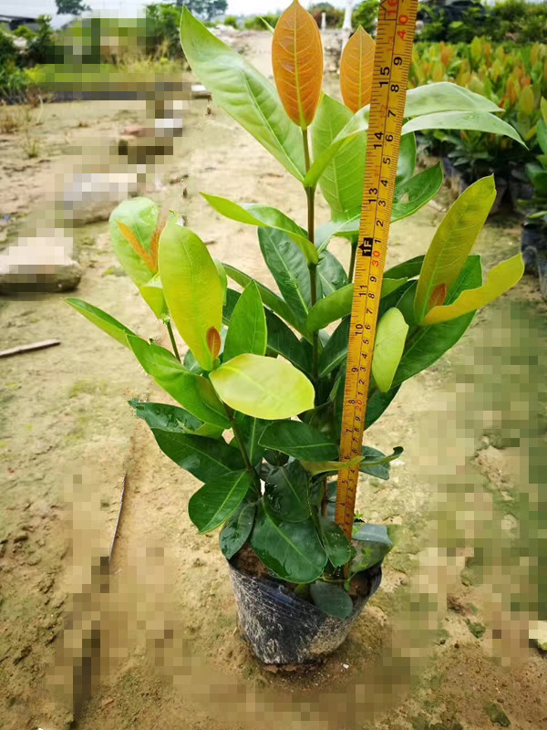 大叶龙船花地被苗