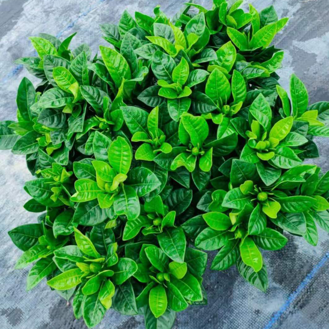 栀子花