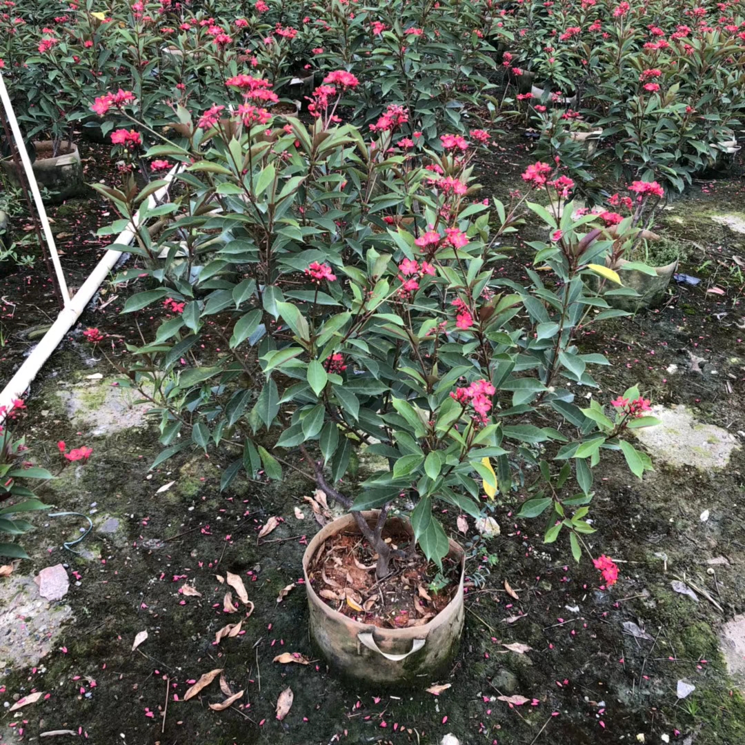 琴叶珊瑚