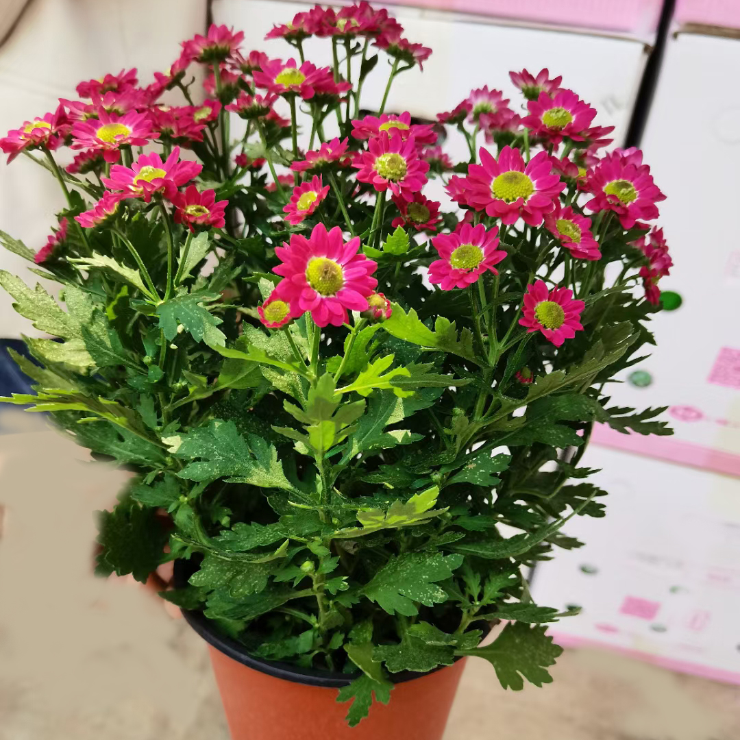 清新菊130#