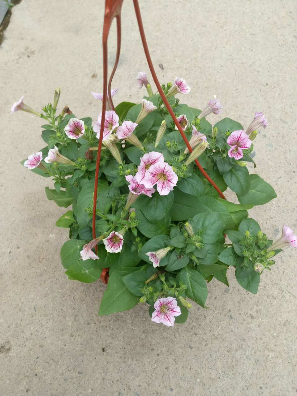 矮牵牛180#(冠幅30 高度25)