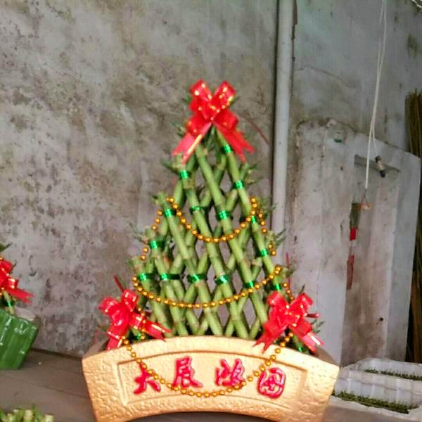 富贵竹大八金珠(带盆)