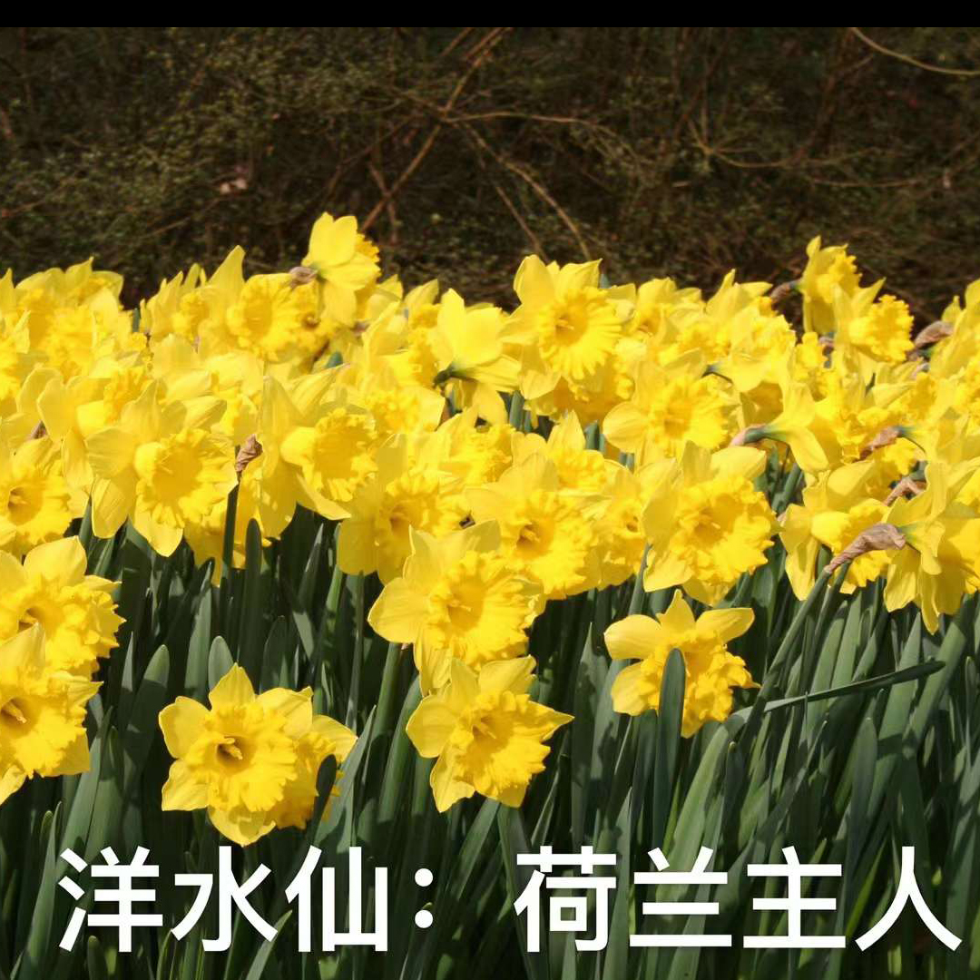 洋水仙种球预订