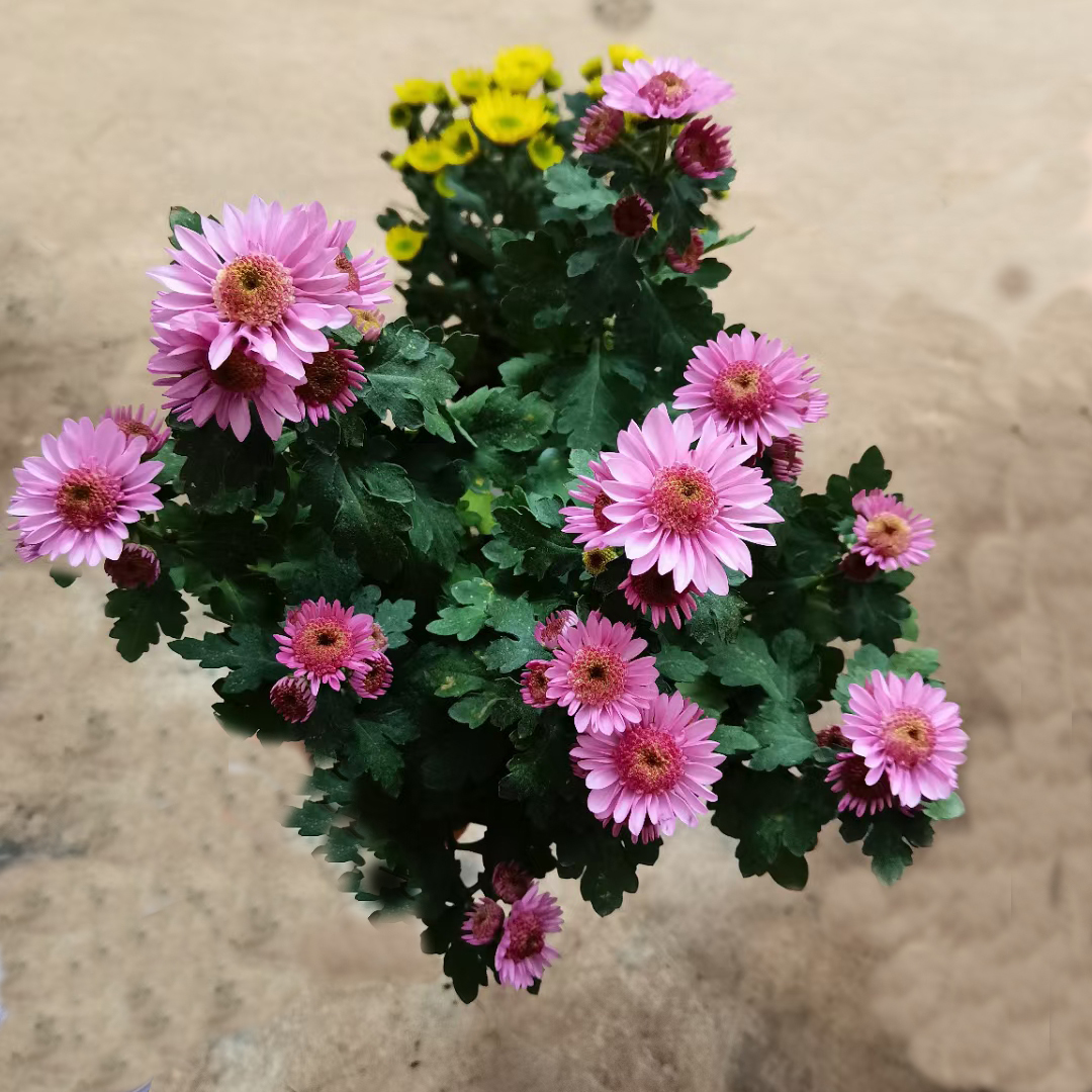 女王菊