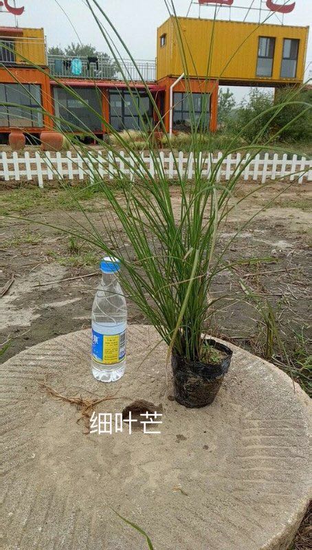 细叶芒7斤袋