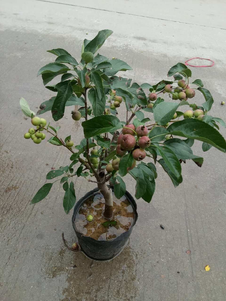 贵人果 (高度80 冠幅50)