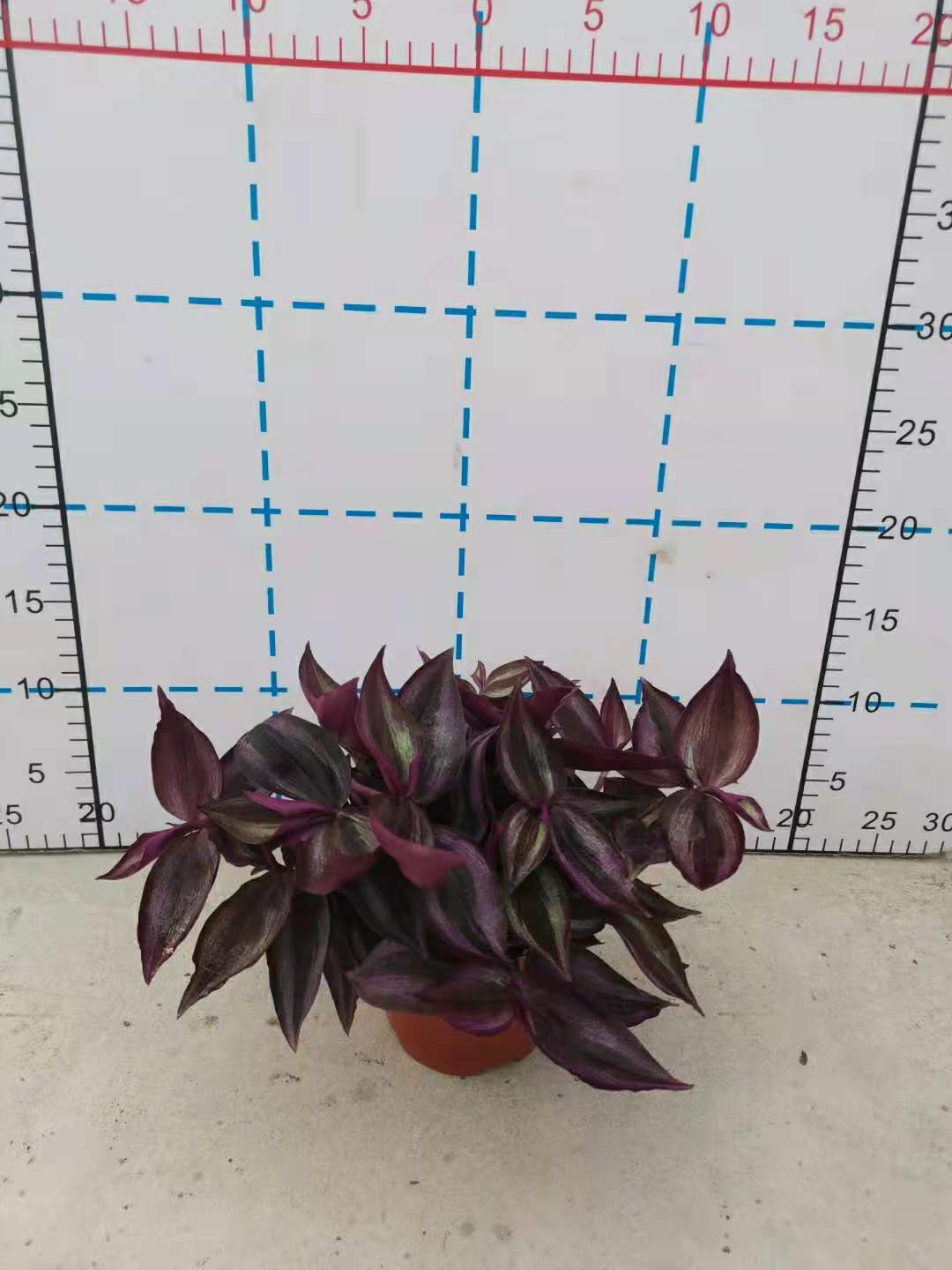 吊竹梅