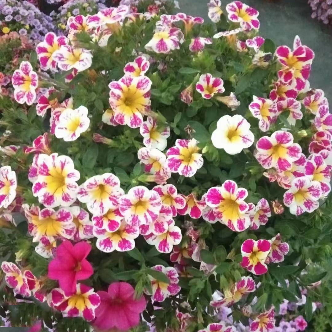 舞春花
