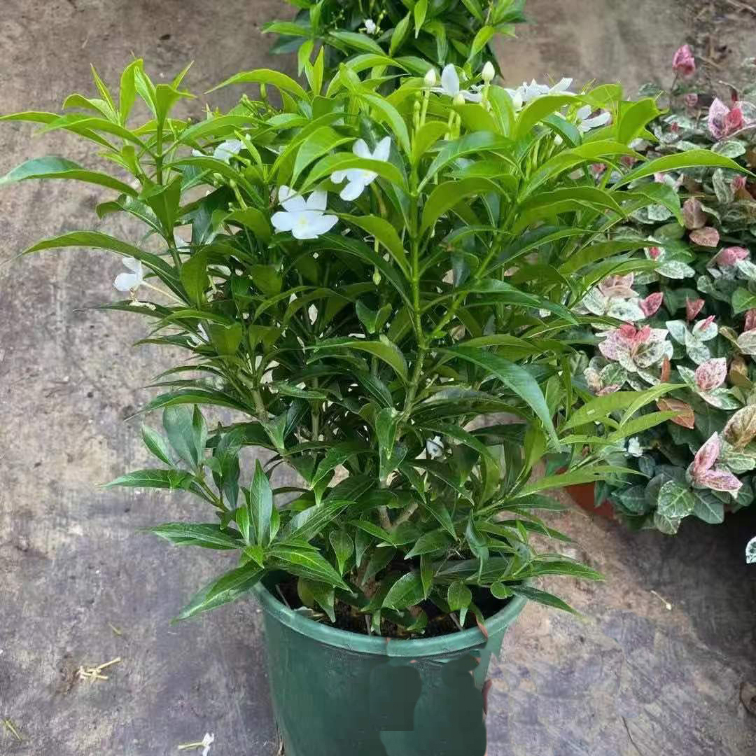 风车茉莉