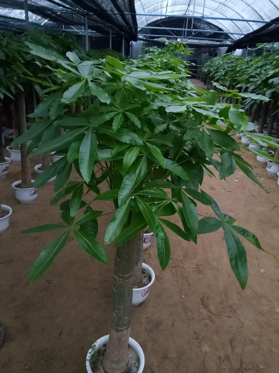 发财树 单杆（白盆)