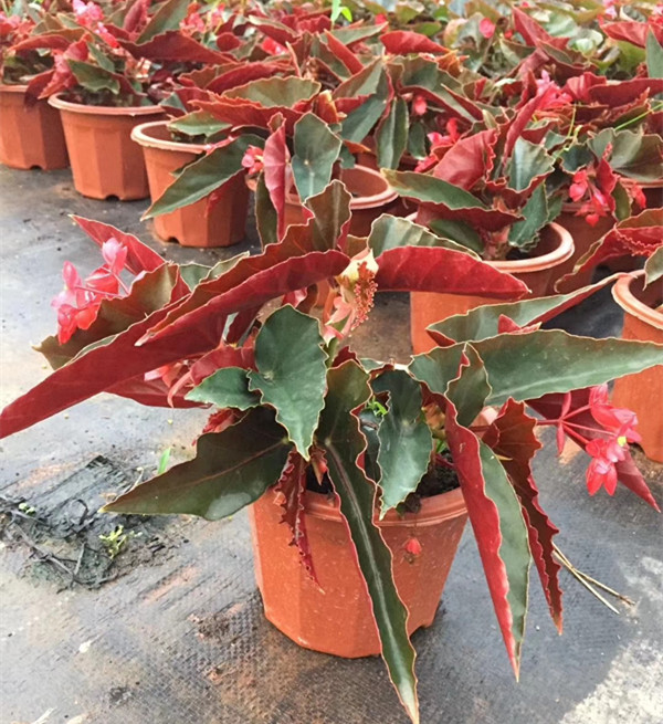 竹节海棠