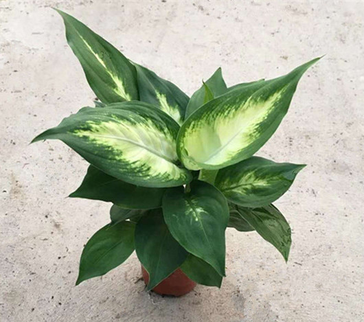 粉黛万年青 花叶万年青
