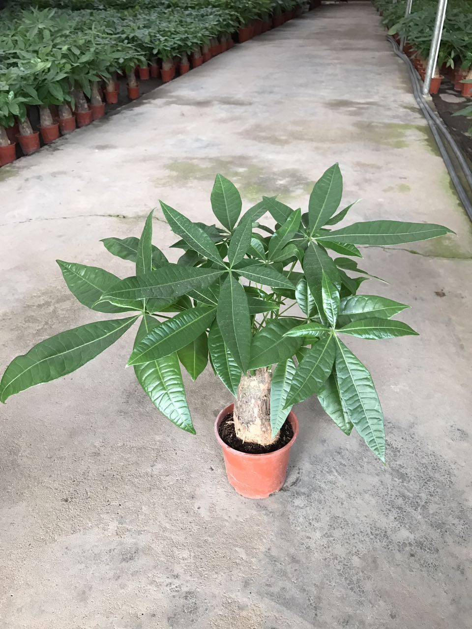 单株发财树