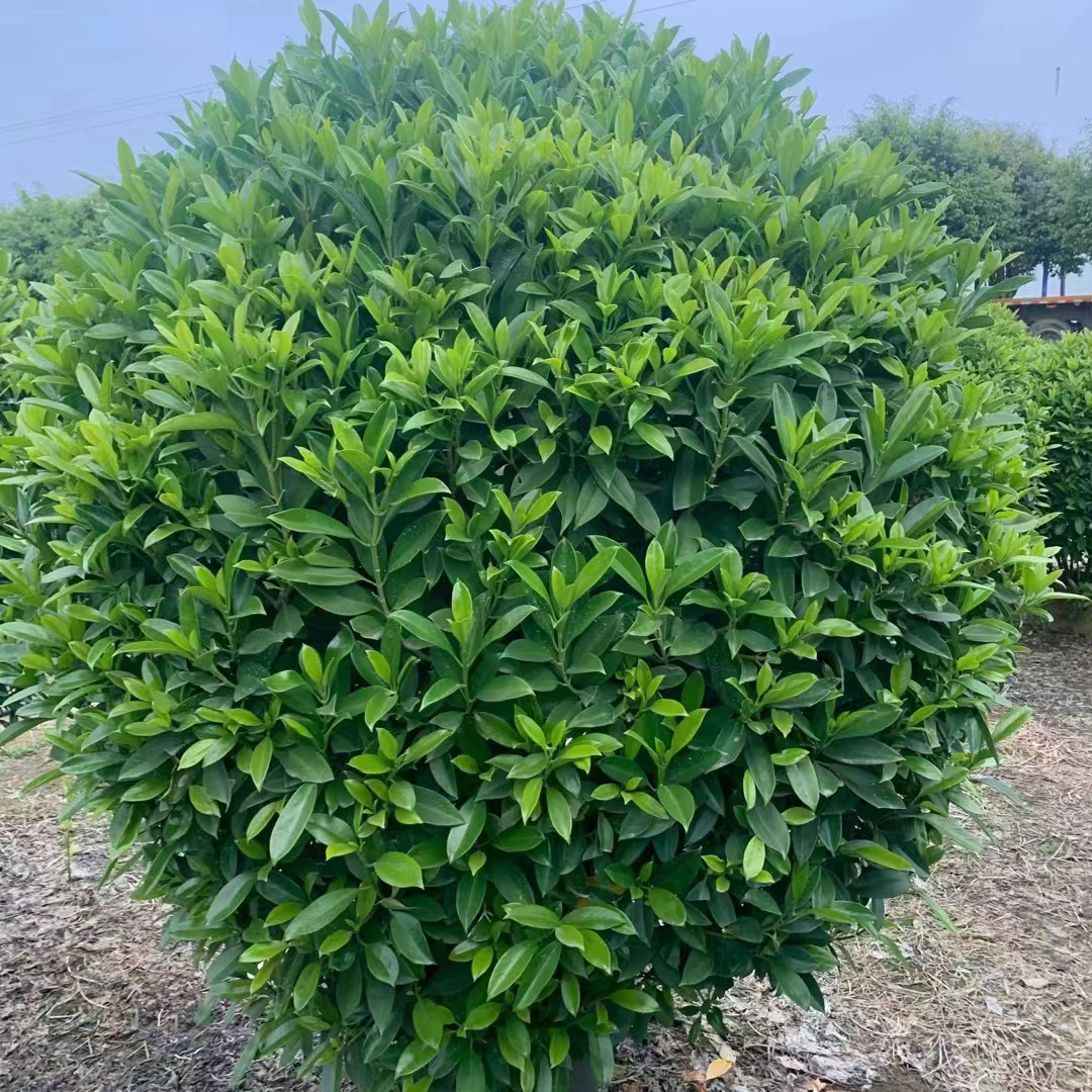 非洲茉莉球直径1米-1.3米