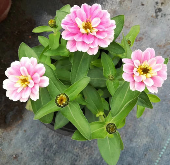 完美菊
