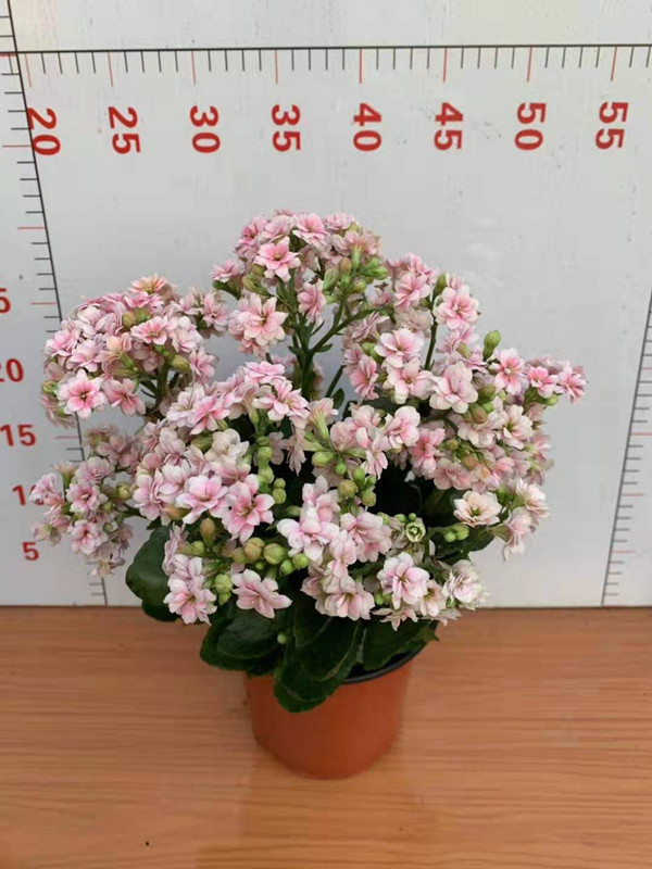 长寿花 各种颜色 各种规格