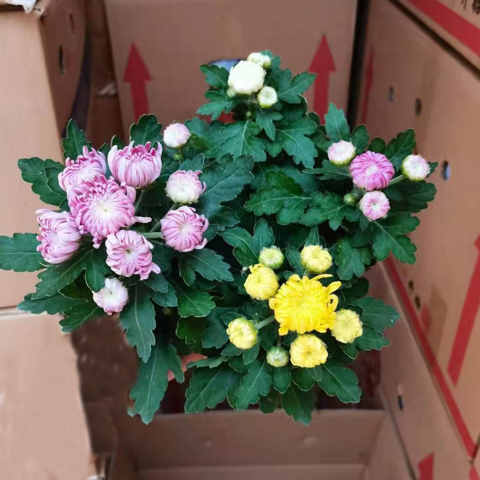 龙爪菊花