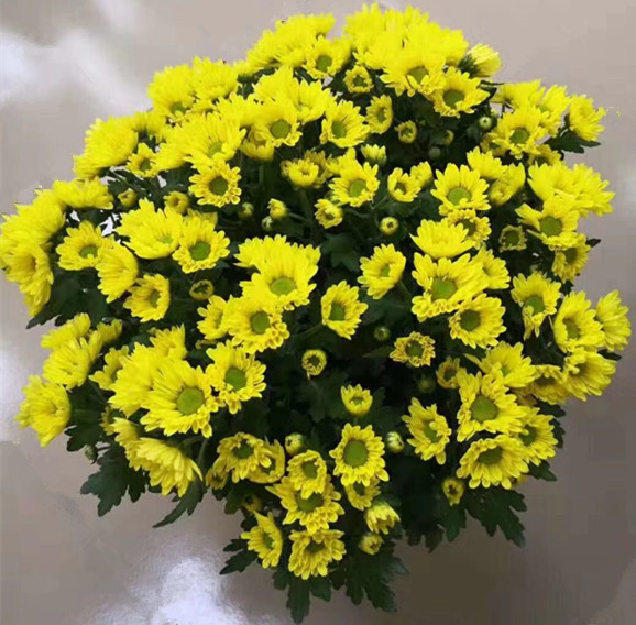 美人菊