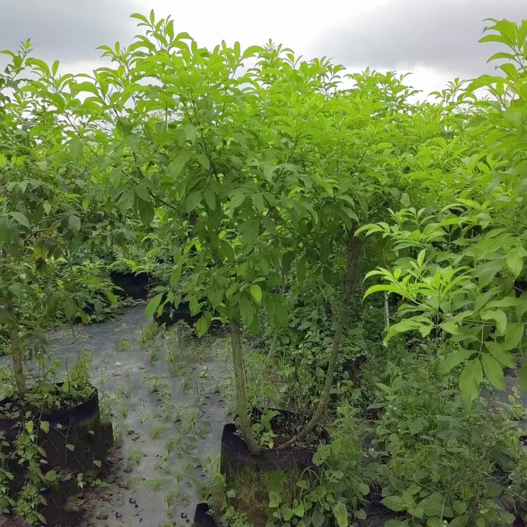 黄钟花40美植袋