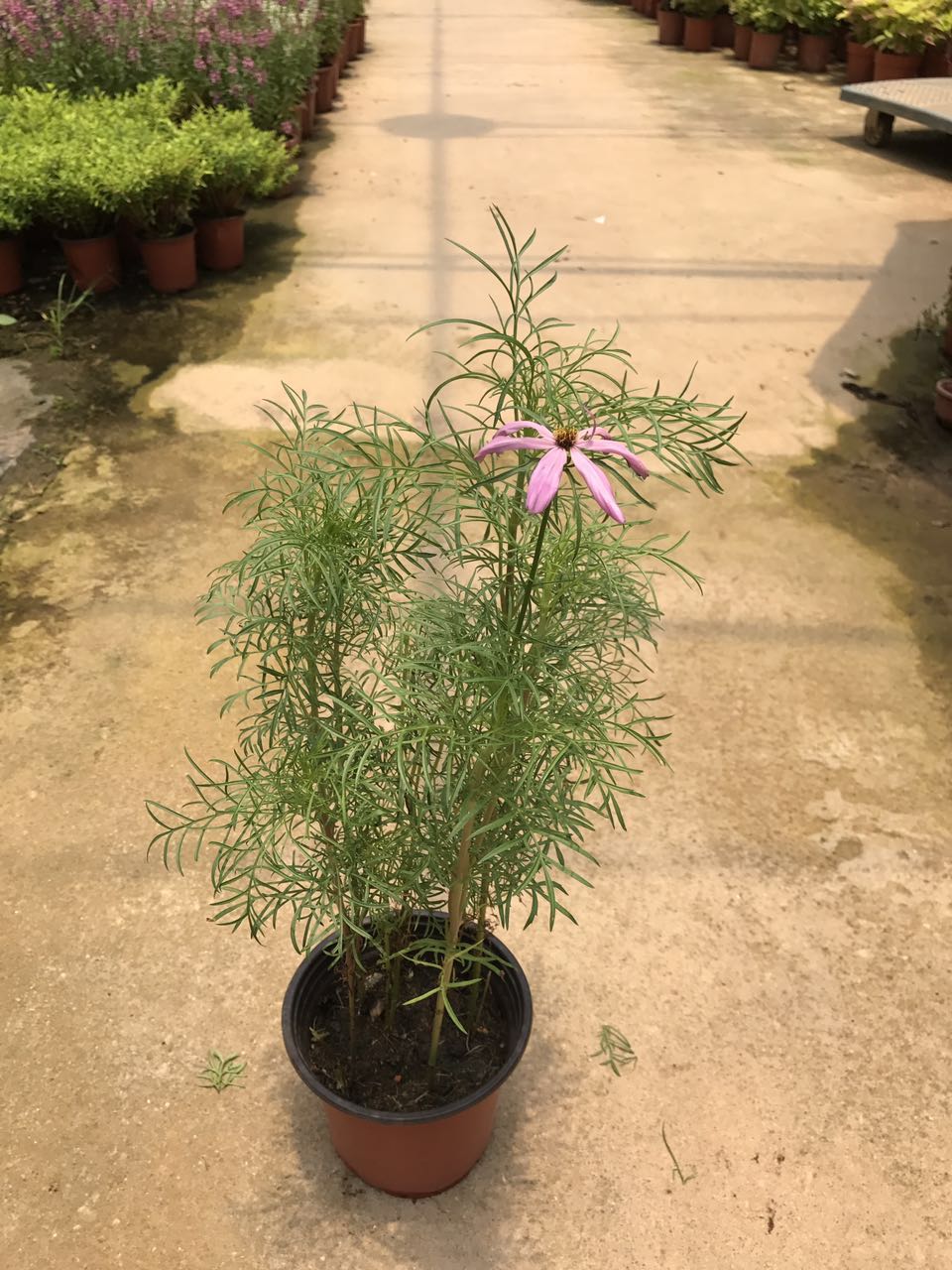 波斯菊150#H50 G30