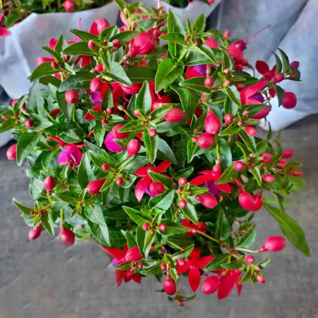 灯笼花