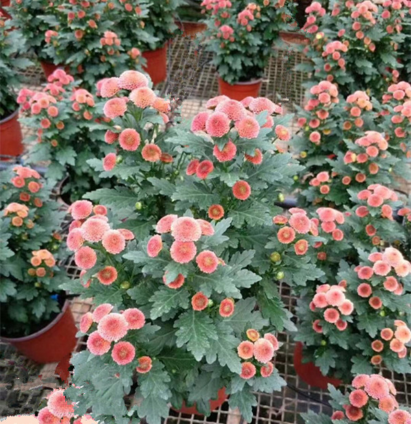 雏菊