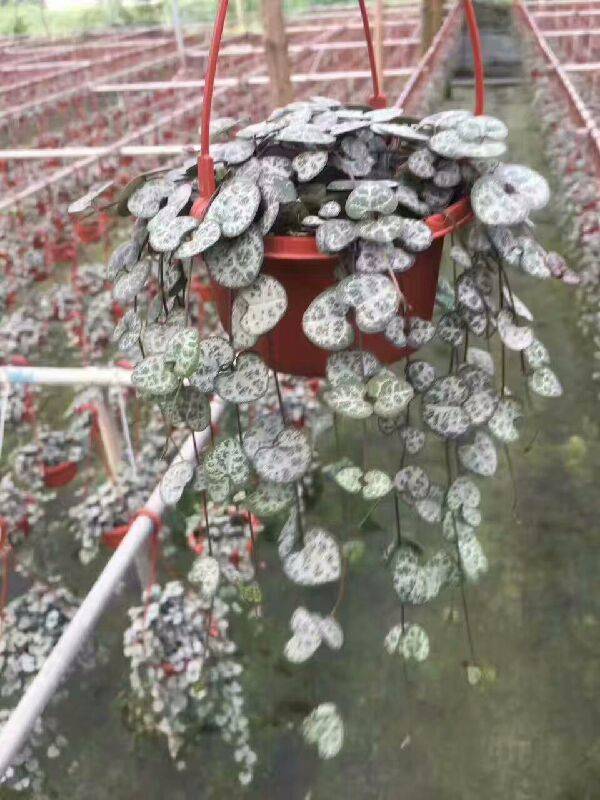 爱之蔓