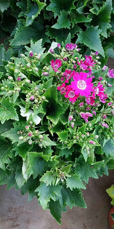 瓜叶菊