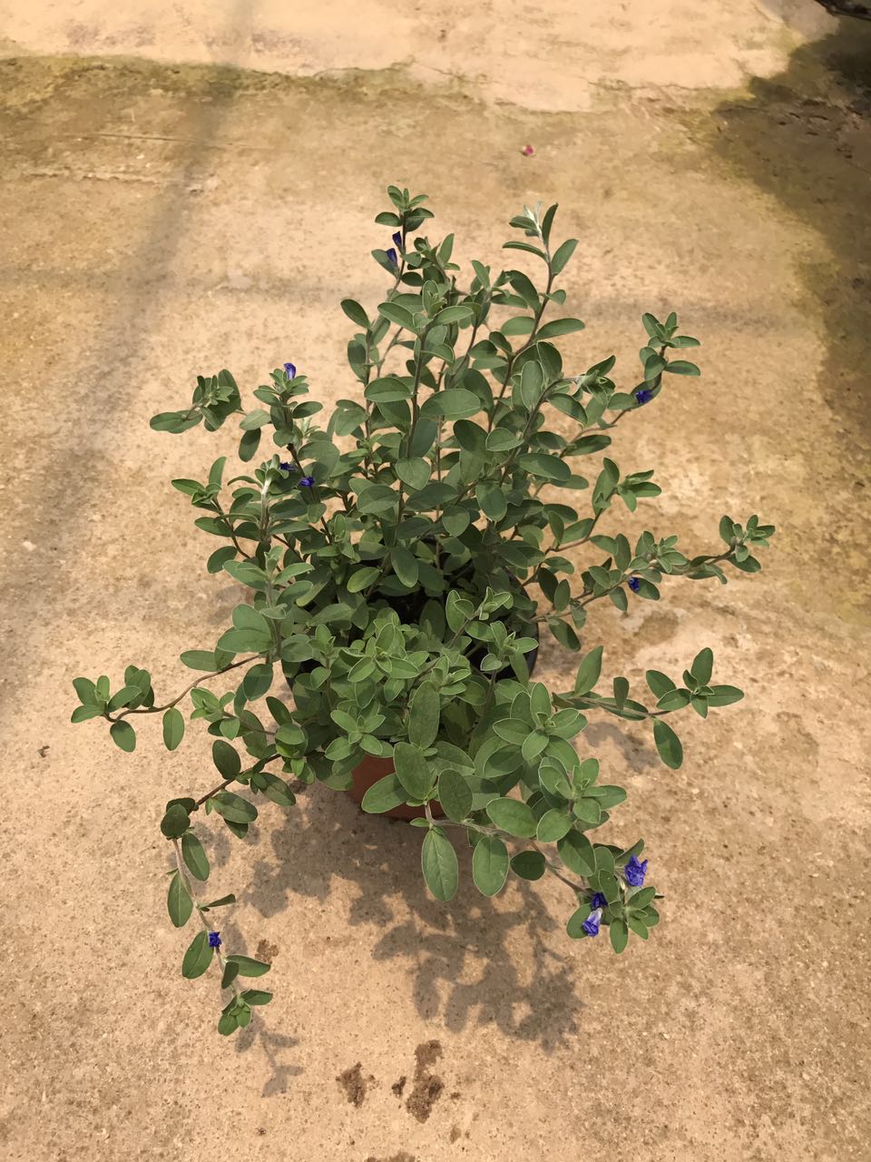 兰心花130#H30 G25