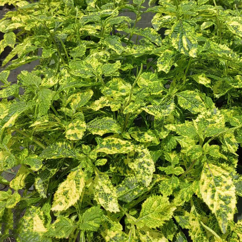 花叶假马鞭草1.5加仑