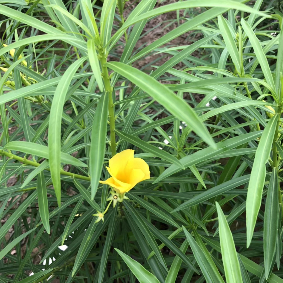 黄花夹竹桃 （袋苗）