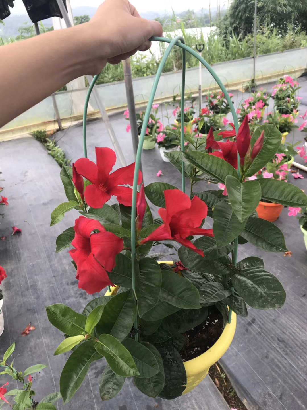 彩盆进口双线藤