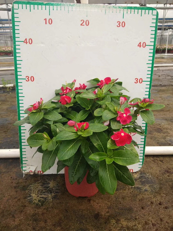 进口长春花