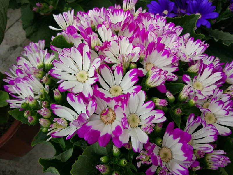 富贵菊（瓜叶菊）
