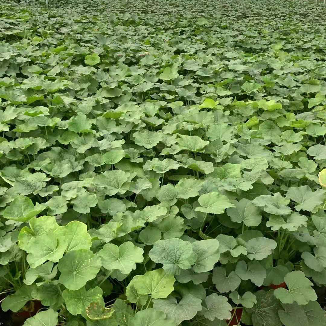 蜀葵