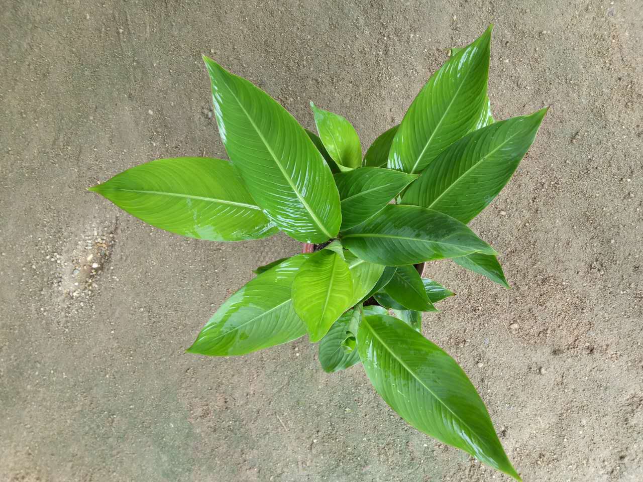 鸟蕉250#高50冠55