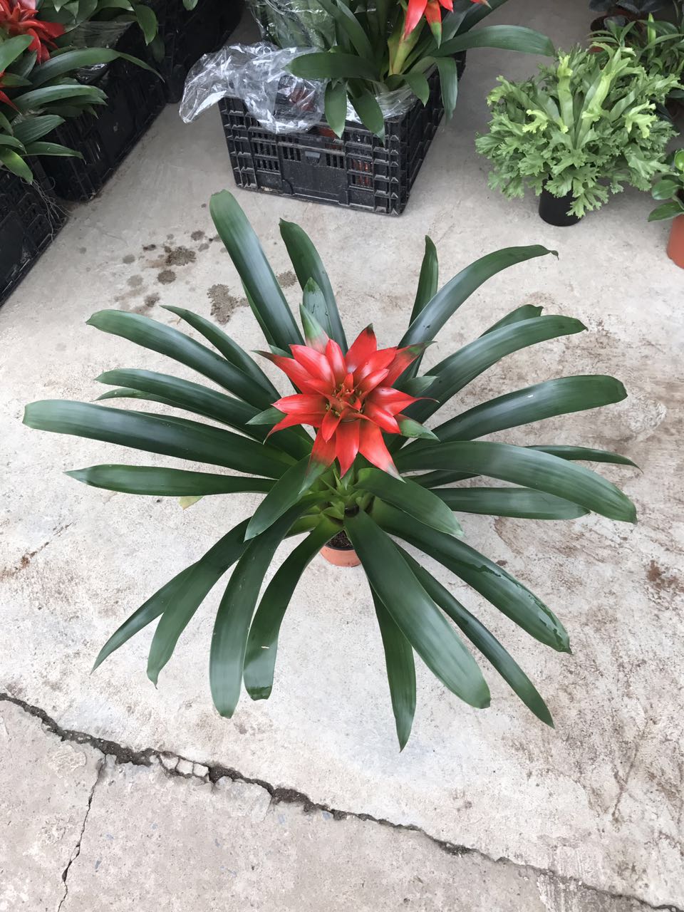 丹尼斯H60 G60