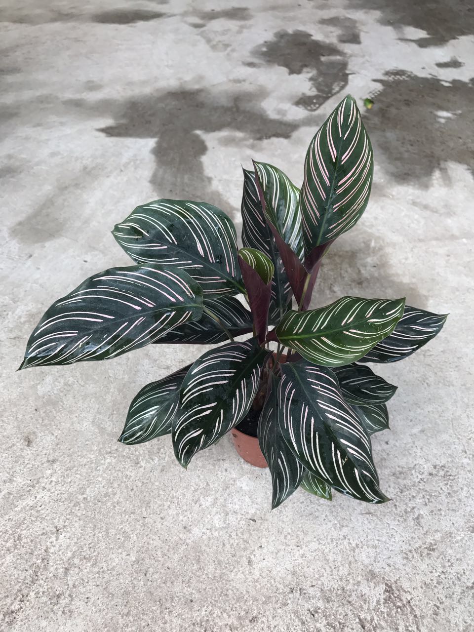 双线竹芋