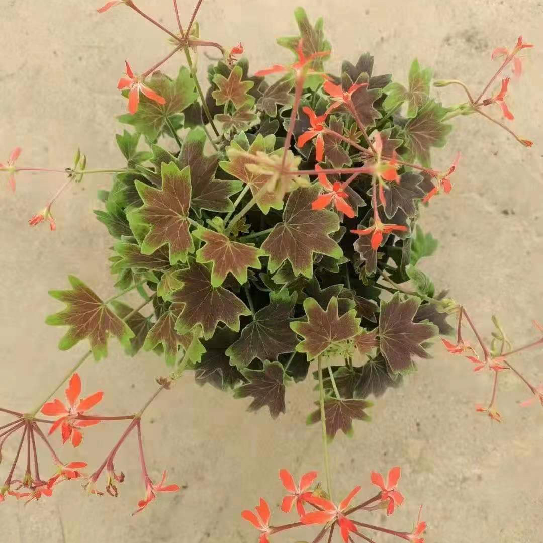 枫叶天竺葵