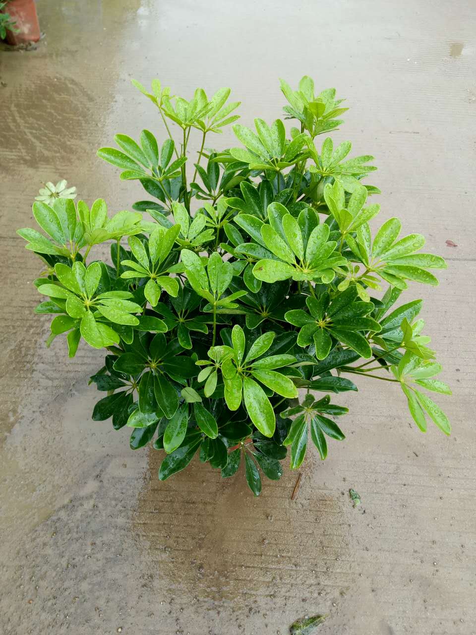 鸭脚木