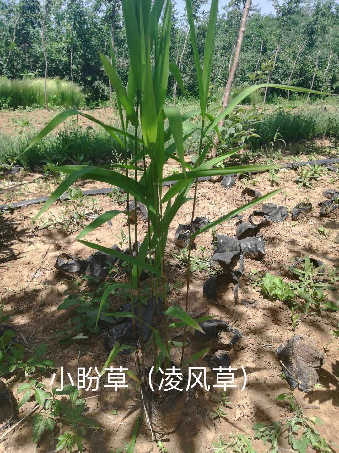 小盼草（凌风草）