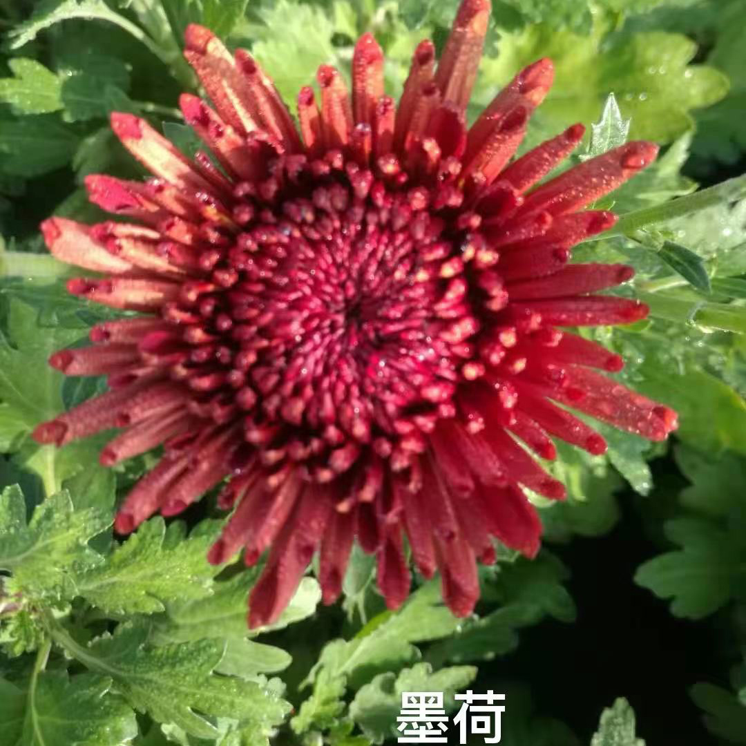 汴梁红玉 墨荷品种菊花种苗预订