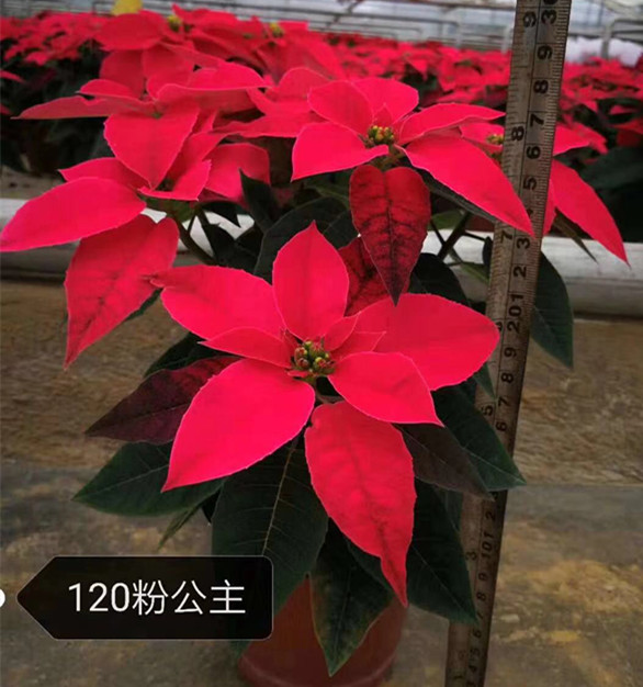 圣诞花（一品红）