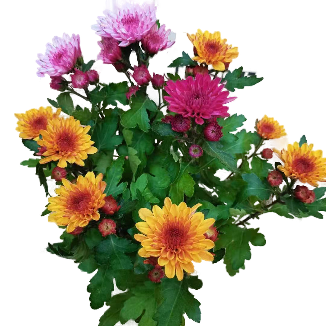 达芬奇彩菊